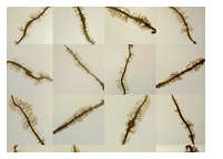 natura_trencada